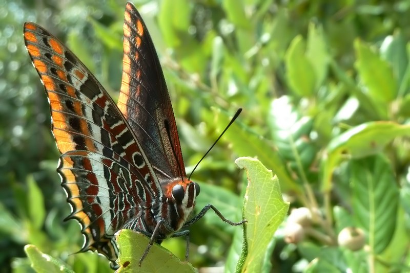 ..Sempre le stesse....